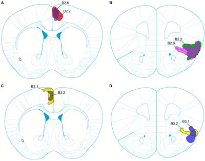 Structural Connectivity of the Anterior Cingulate Cortex, Claustrum, and the Anterior Insula of the Mouse